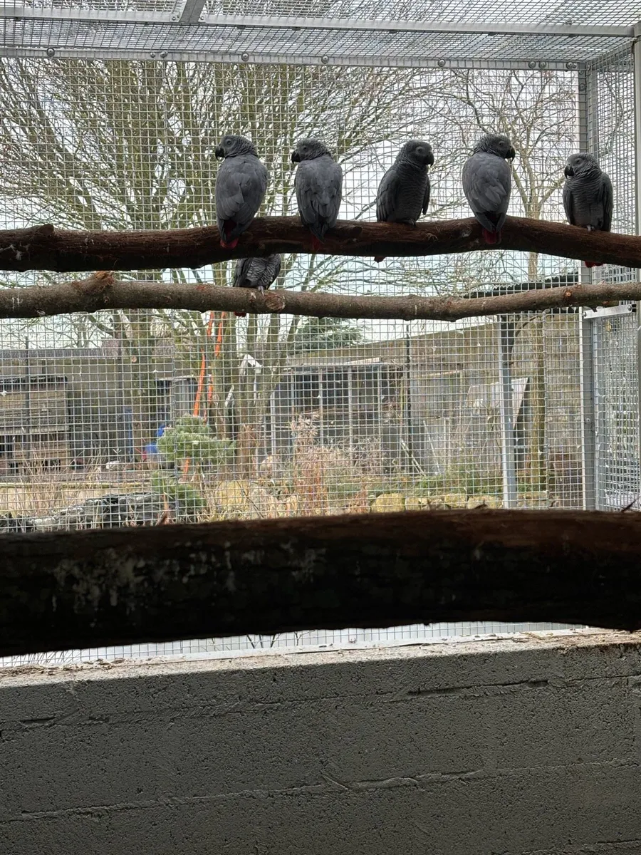 Breeding pair of African greys - Image 2