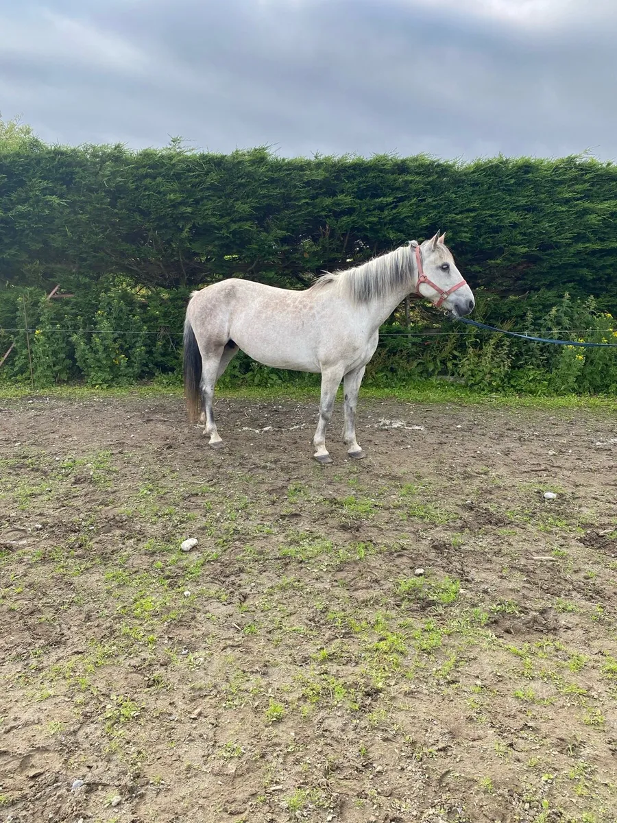 Connemara mare - Image 1