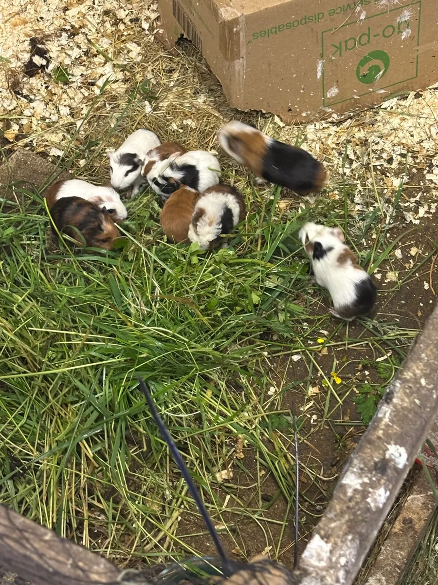 Guinea Pigs - Image 1