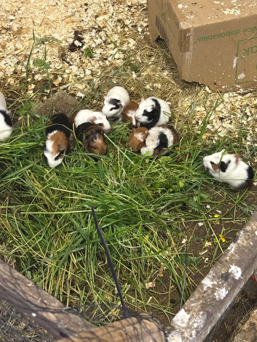 Guinea Pigs - Image 2