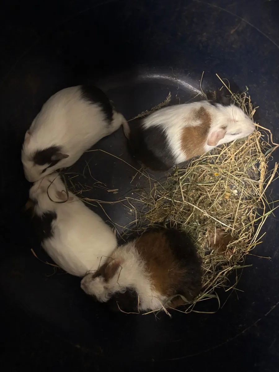 Guinea Pigs - Image 3