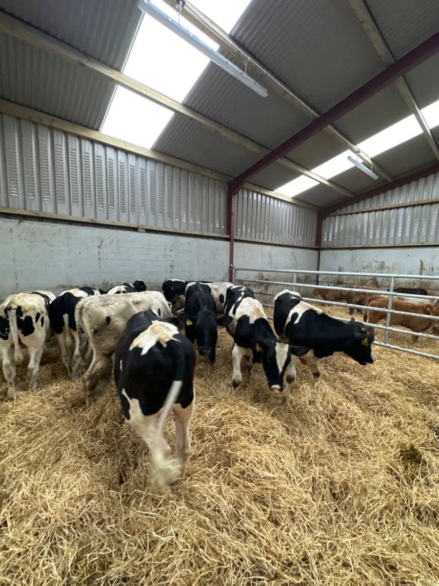 British Friesian bulls - Image 1