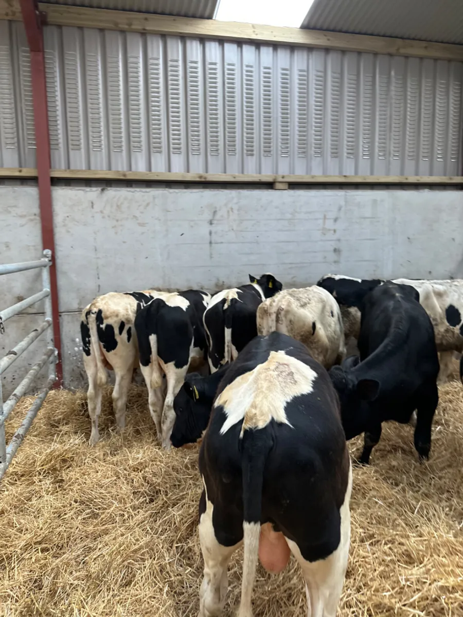 British Friesian bulls - Image 2