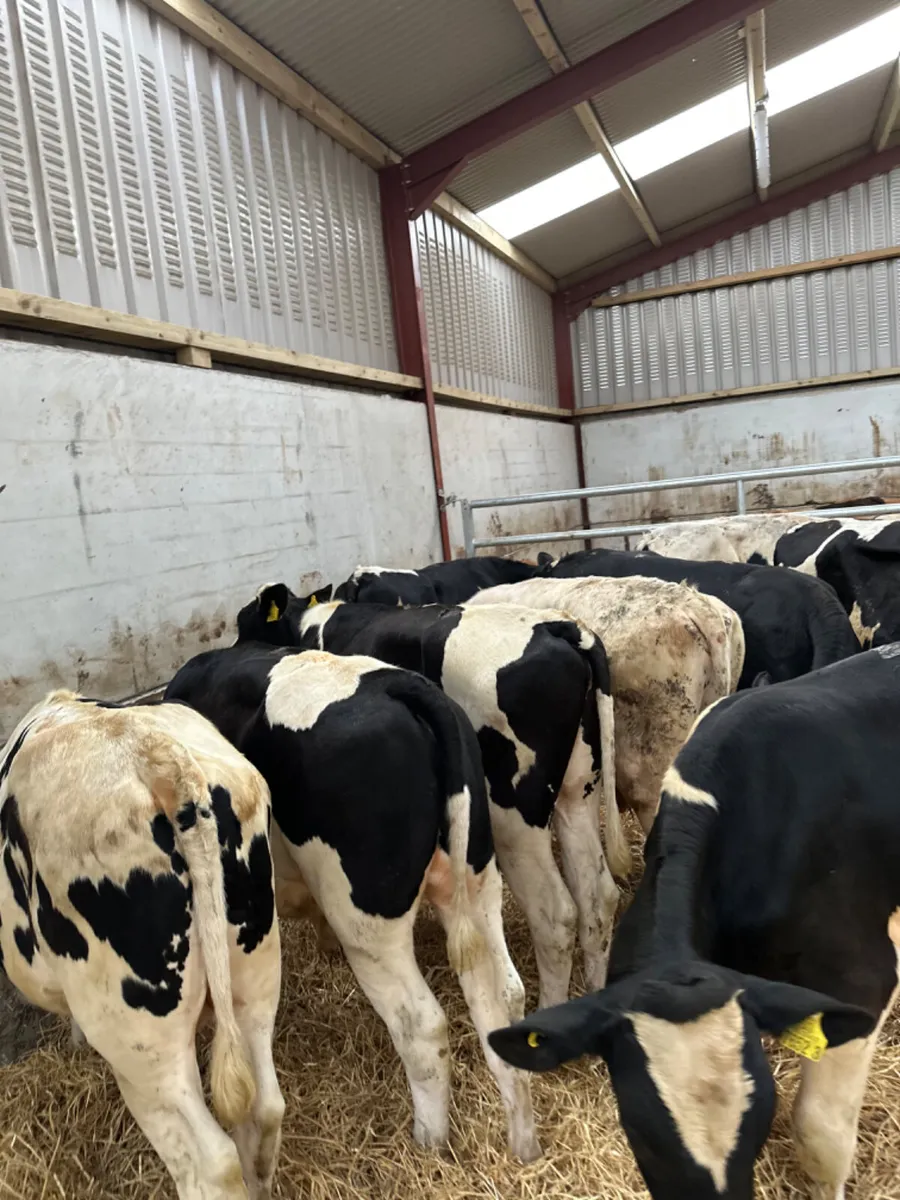 British Friesian bulls - Image 4