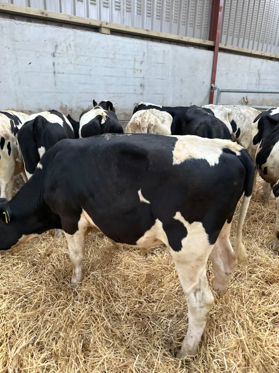British Friesian bulls - Image 3