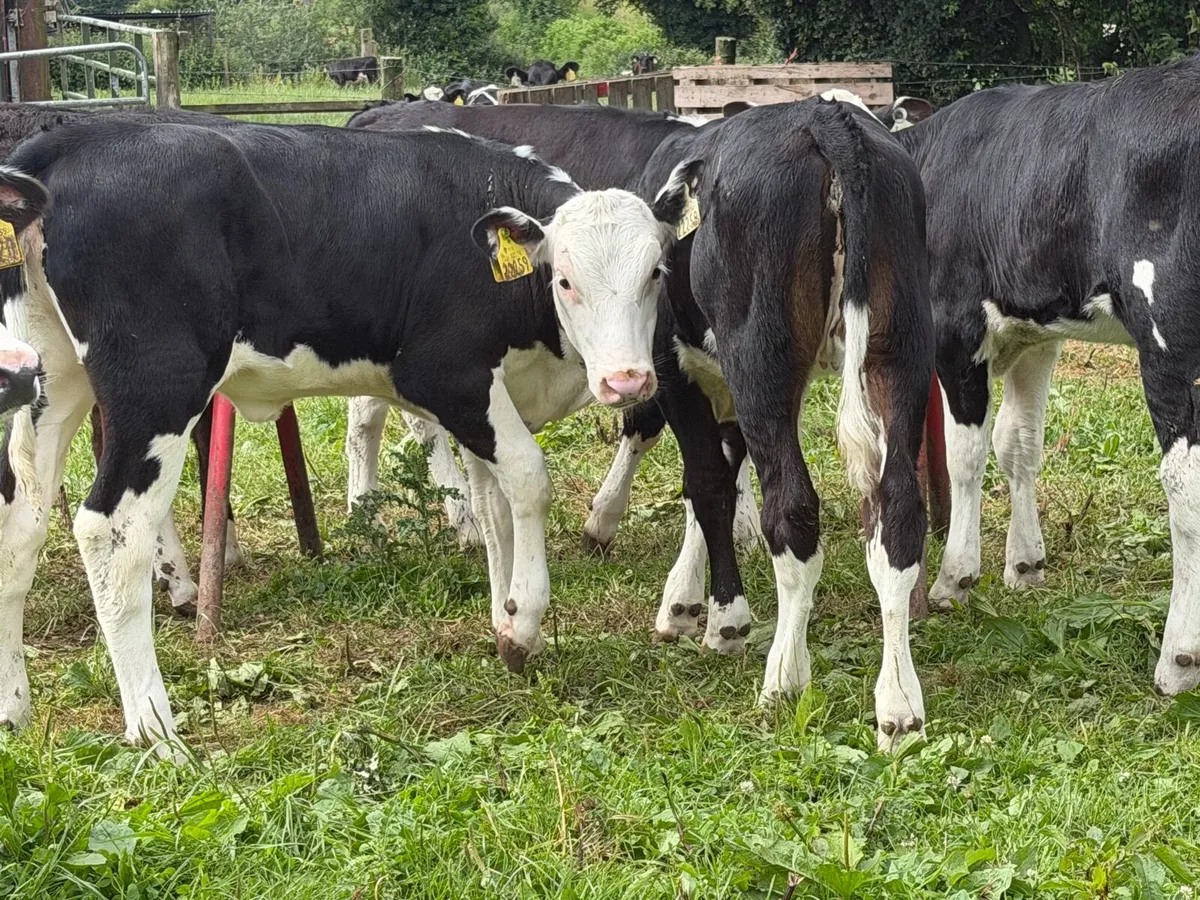 9 top quality Hereford heifers runners - Image 2