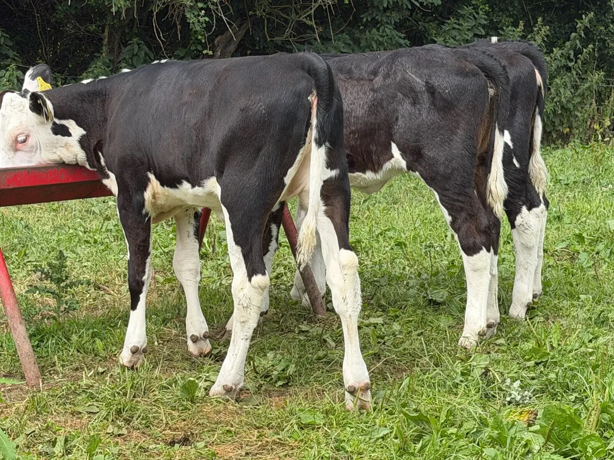 9 top quality Hereford heifers runners - Image 3