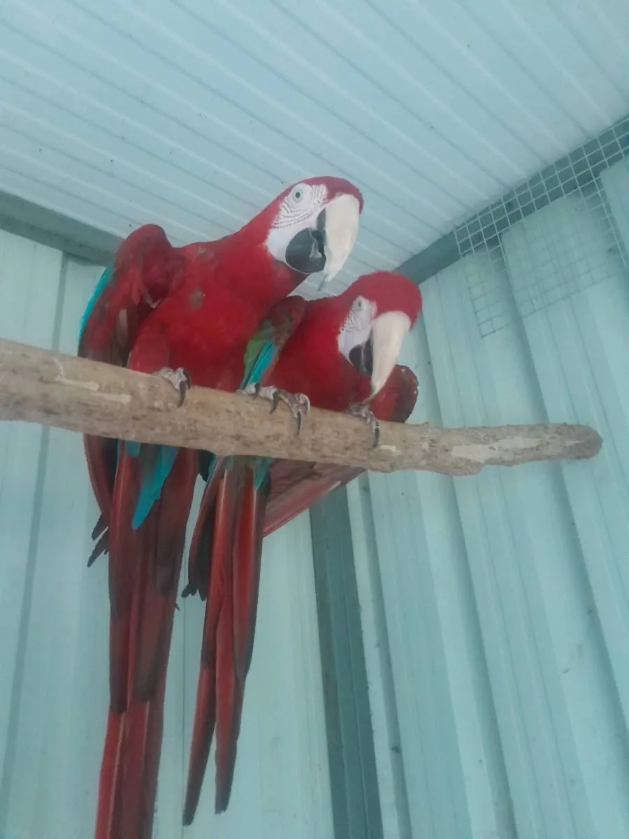 Pair macaws. //galahs - Image 1