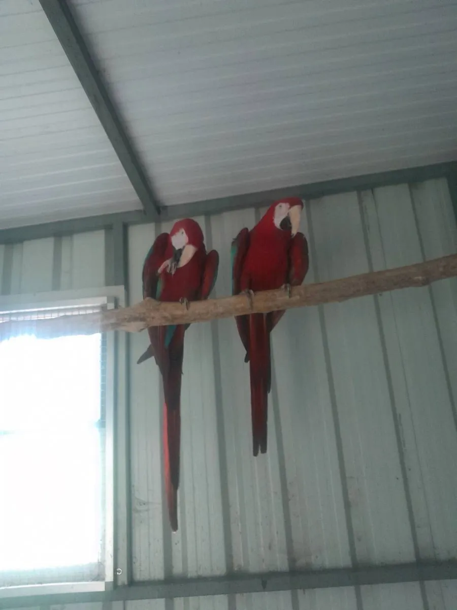 Pair macaws. //galahs - Image 2