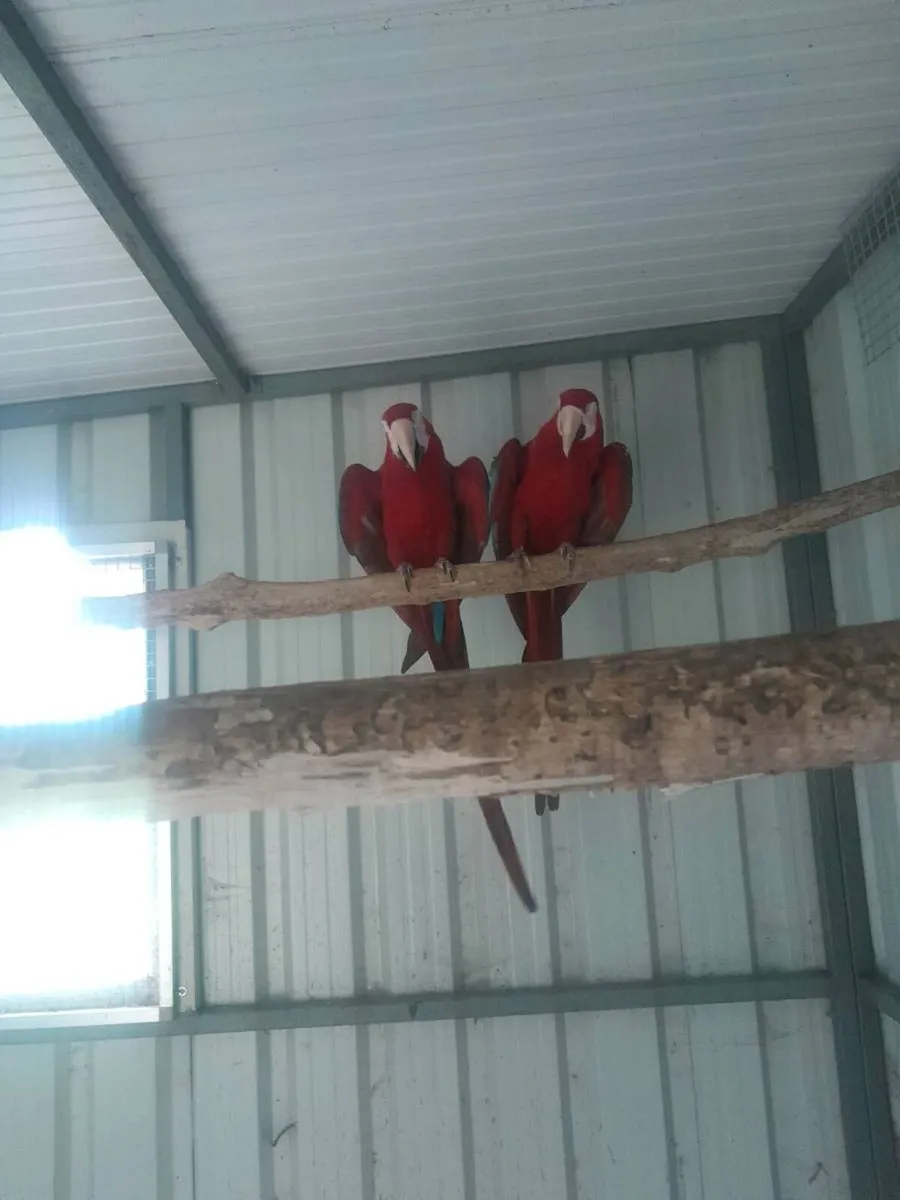 Pair macaws. //galahs - Image 3