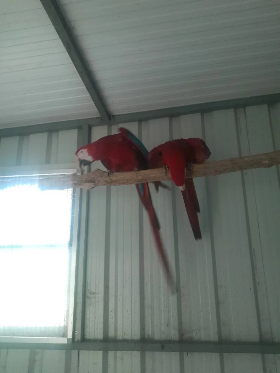 Pair macaws. //galahs - Image 4