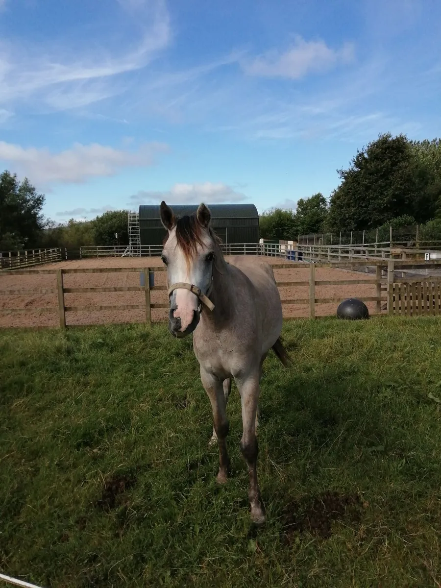 Horse - Image 2