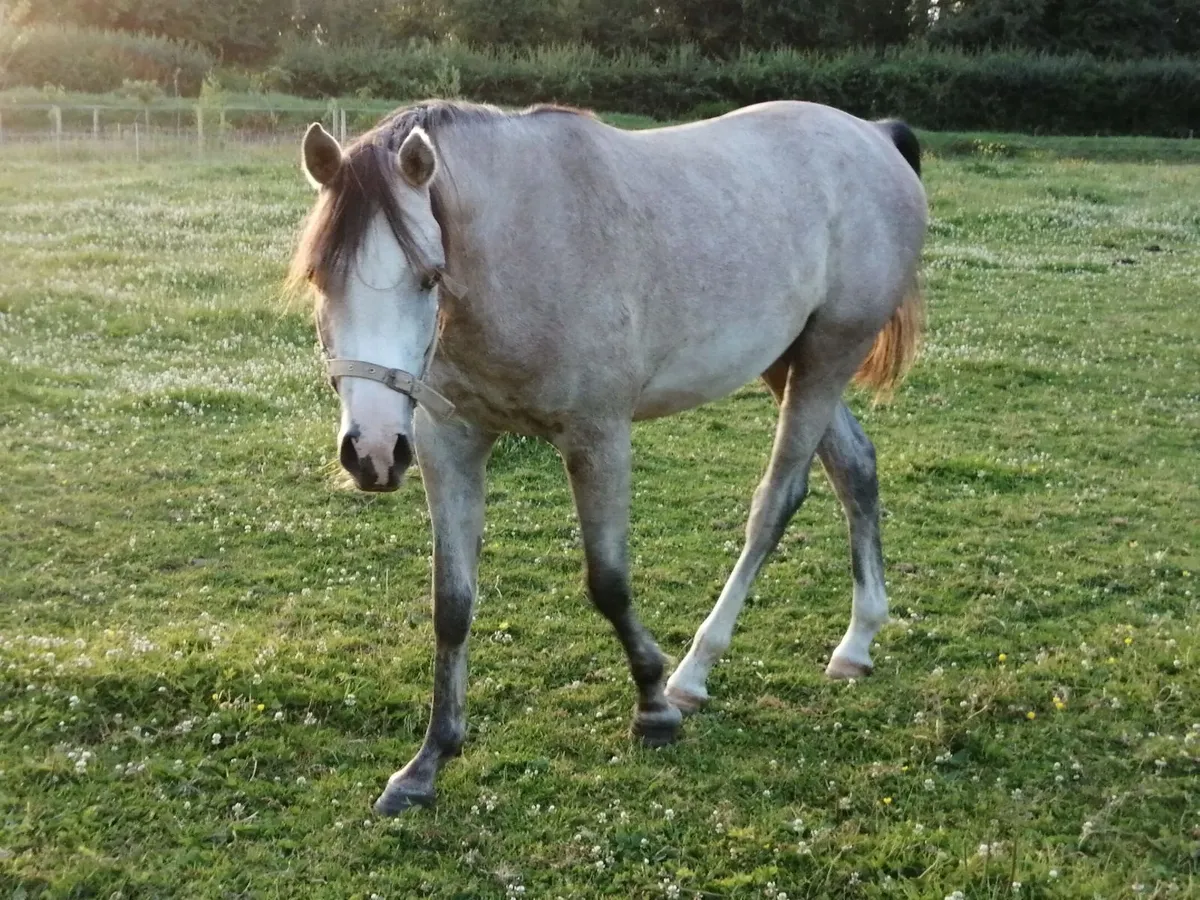 Horse - Image 3