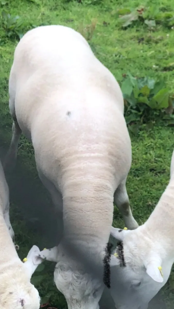 Sheep - Image 1