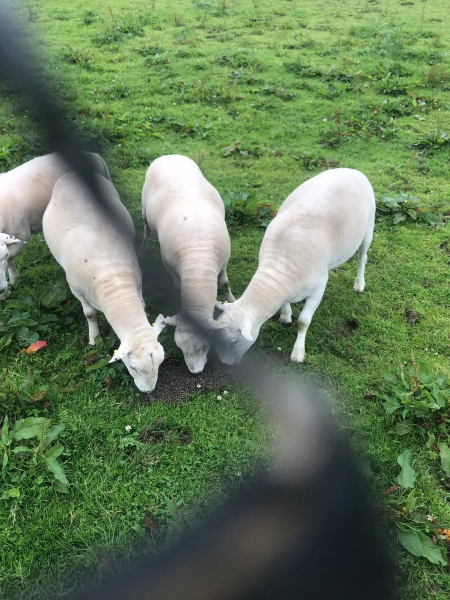 Sheep - Image 2