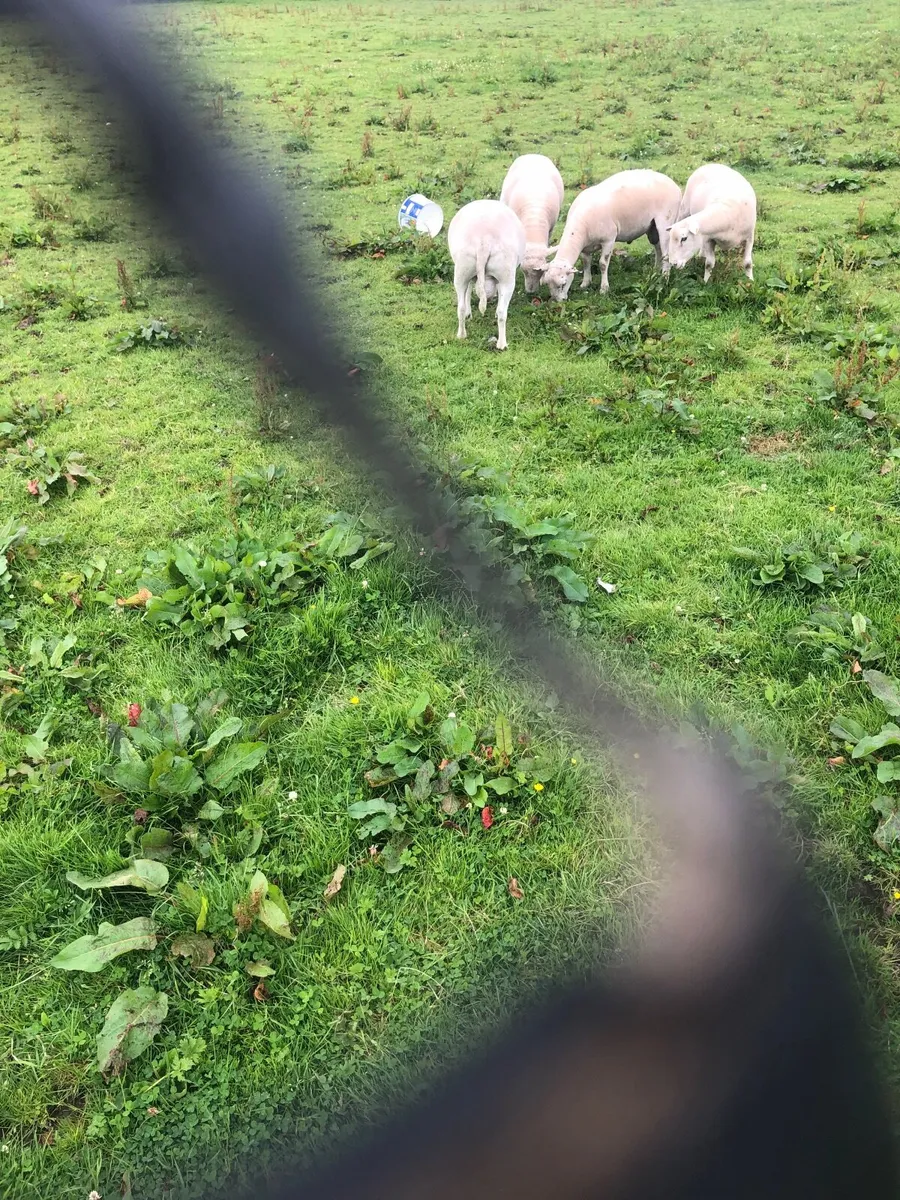 Sheep - Image 4