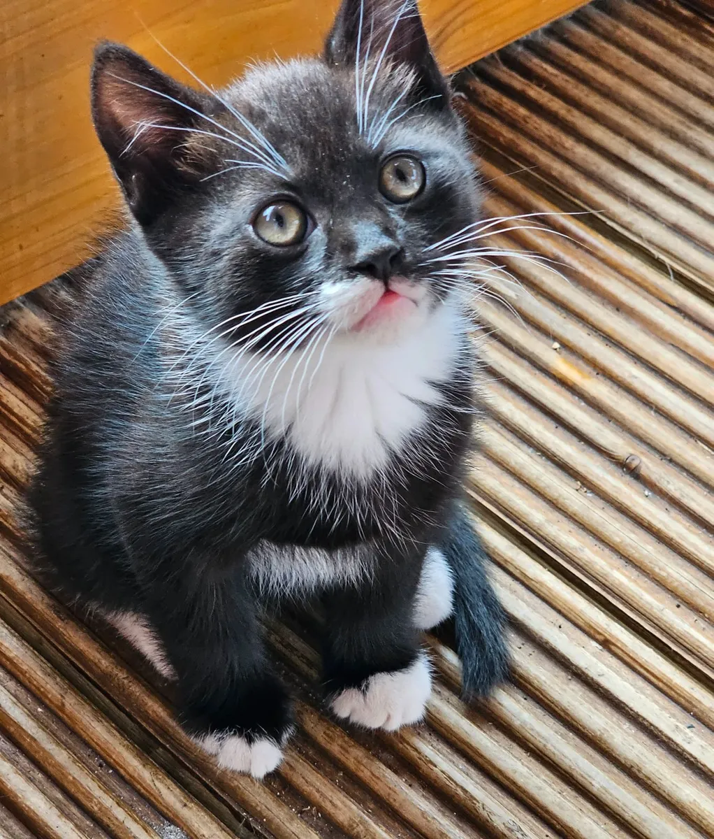 Kitten - Image 1