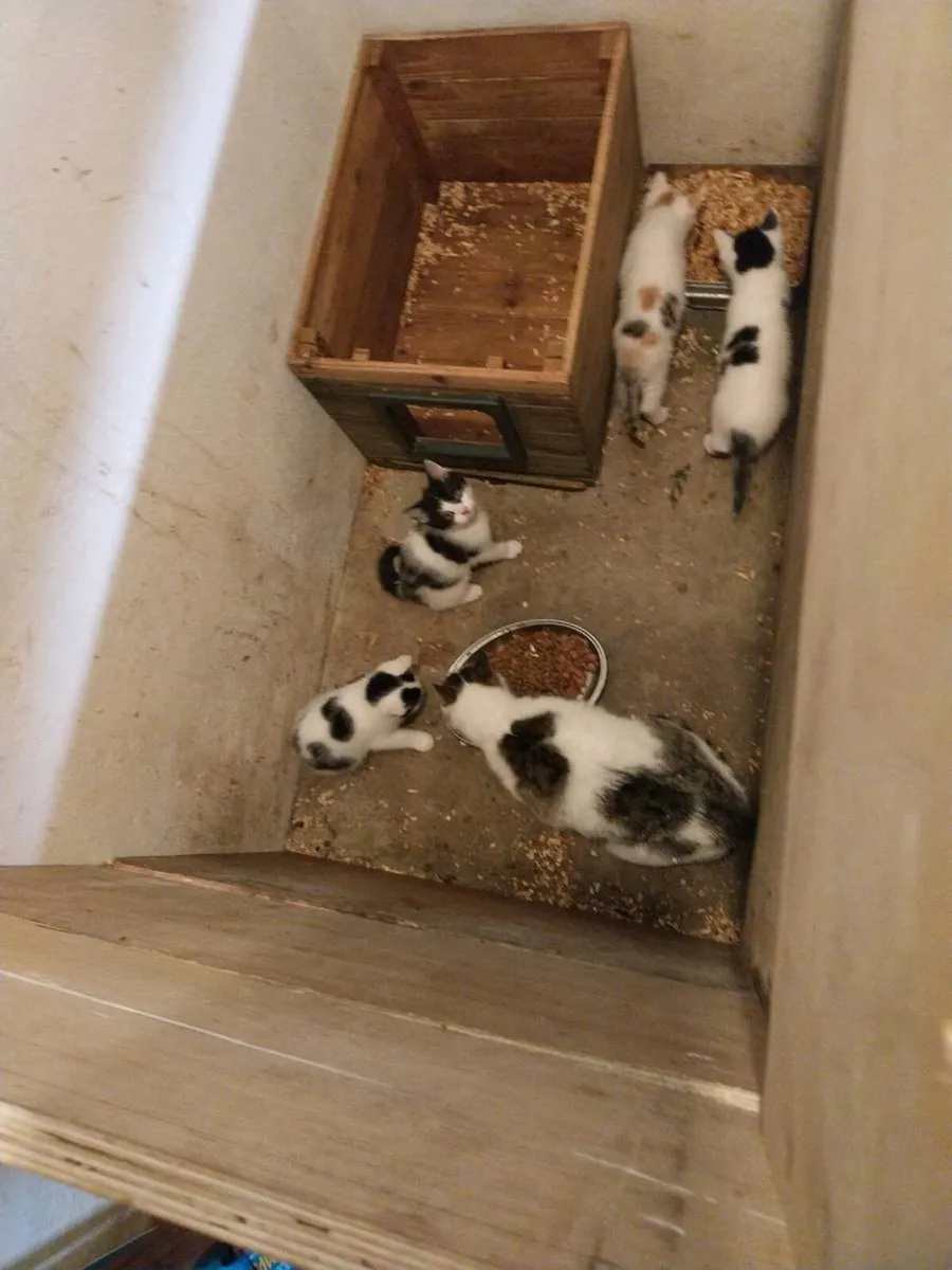 Kittens - Image 1