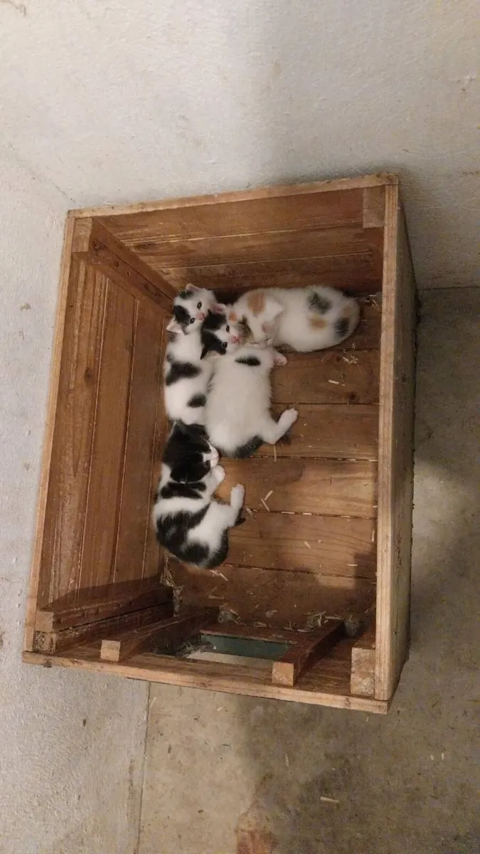 Kittens - Image 2