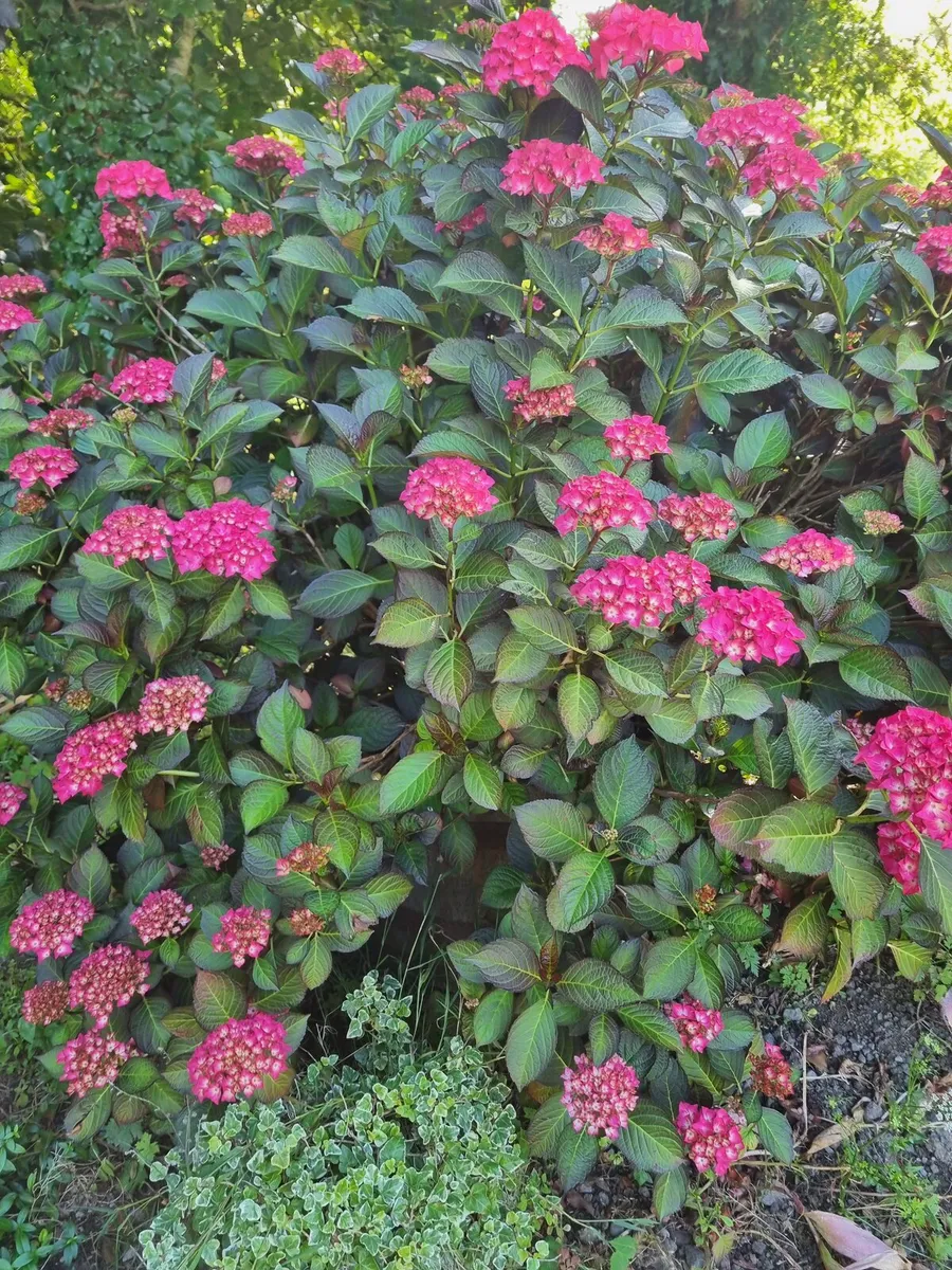hydrangea - Image 2