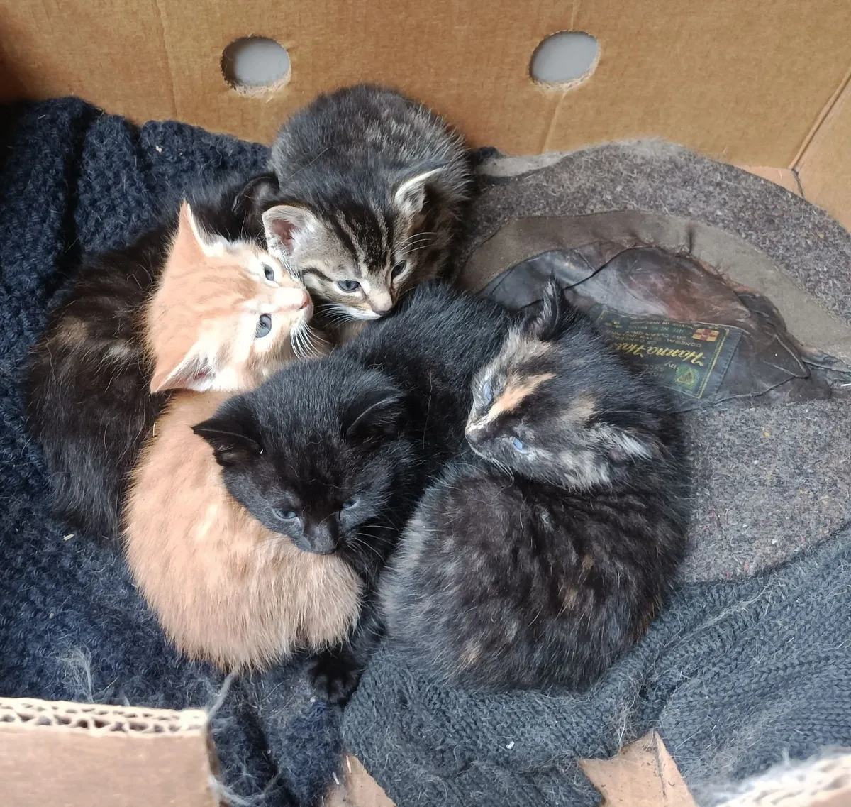 Kittens - Image 1