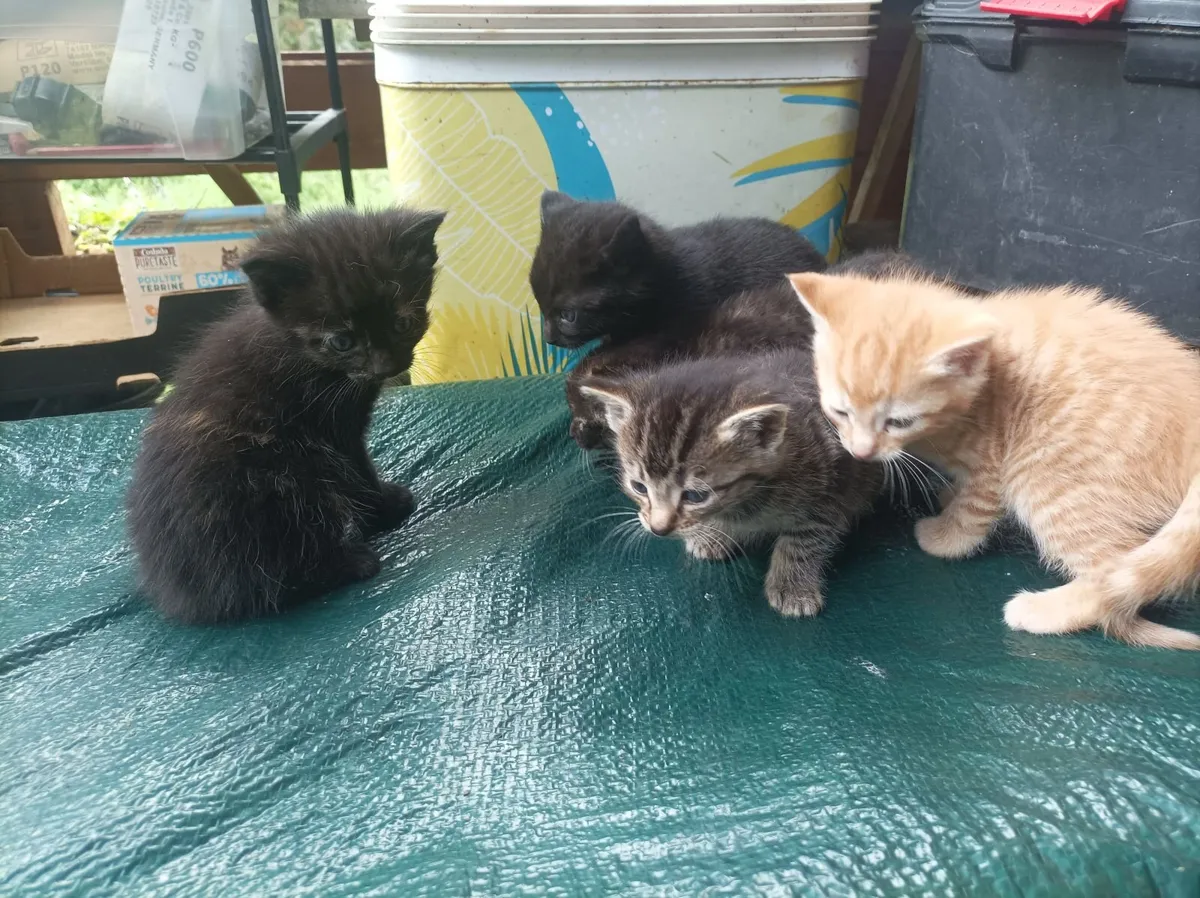 Kittens - Image 2