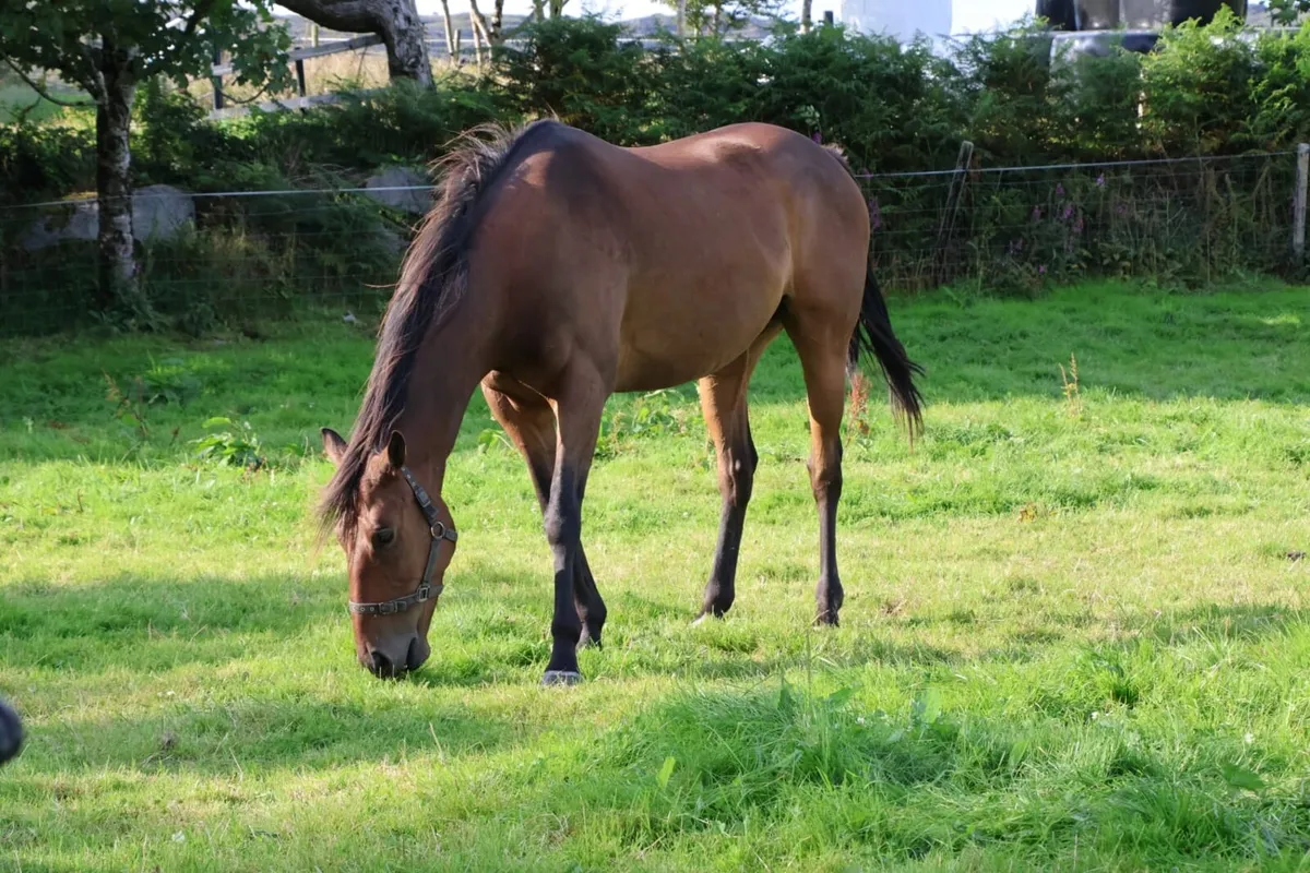 Horse - Image 2