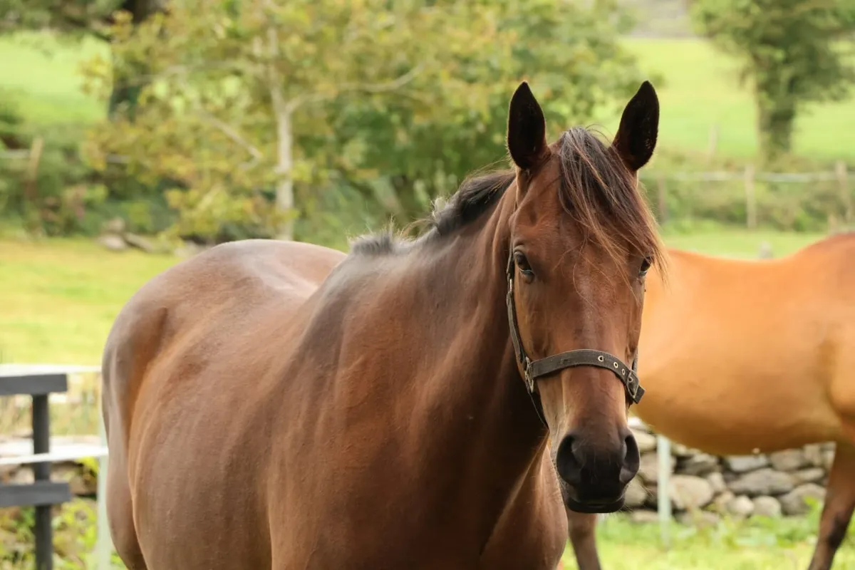 Horse - Image 3
