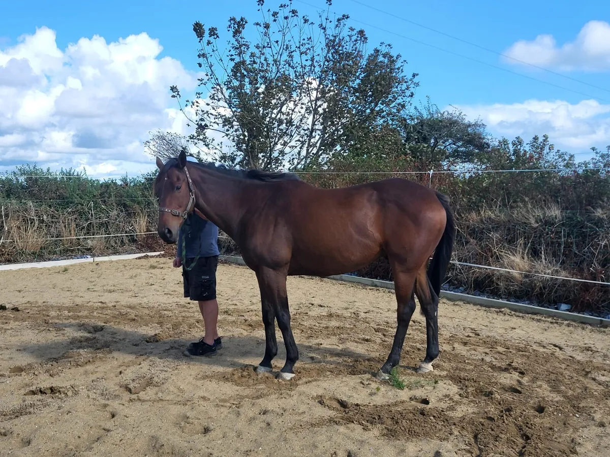 Horse - Image 4