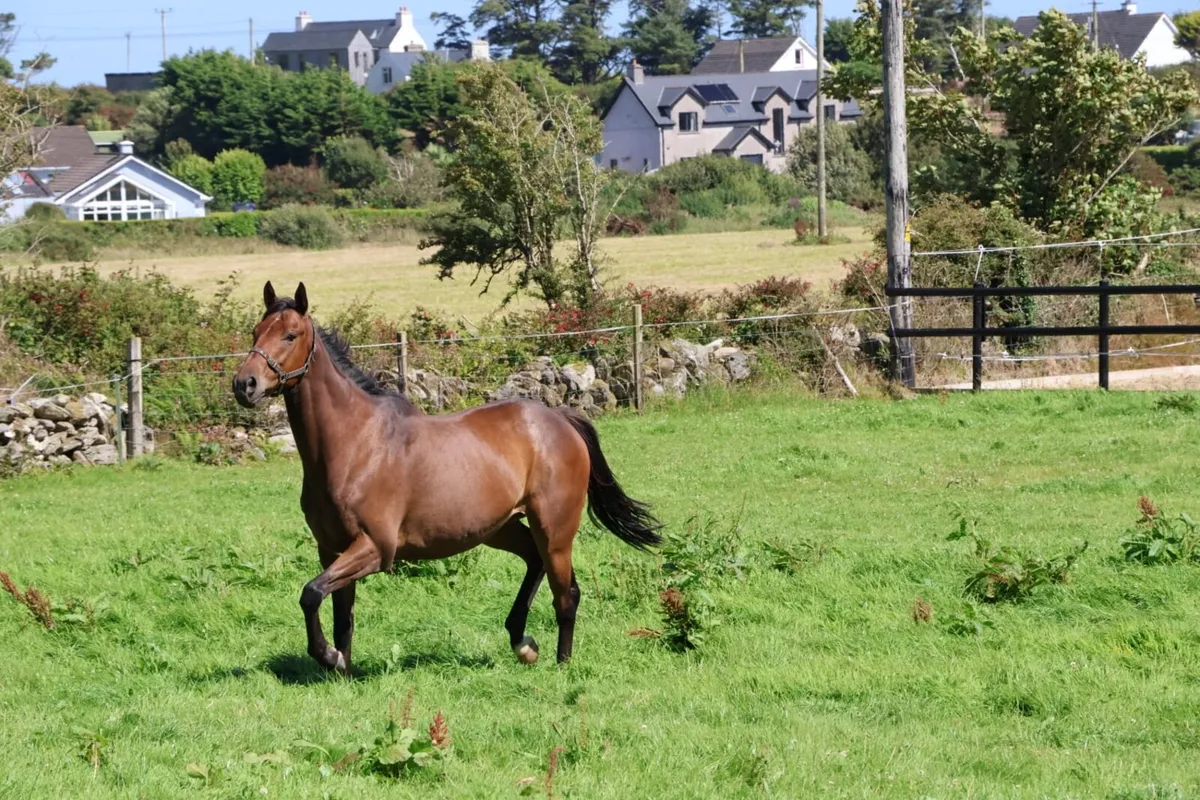 Horse - Image 1