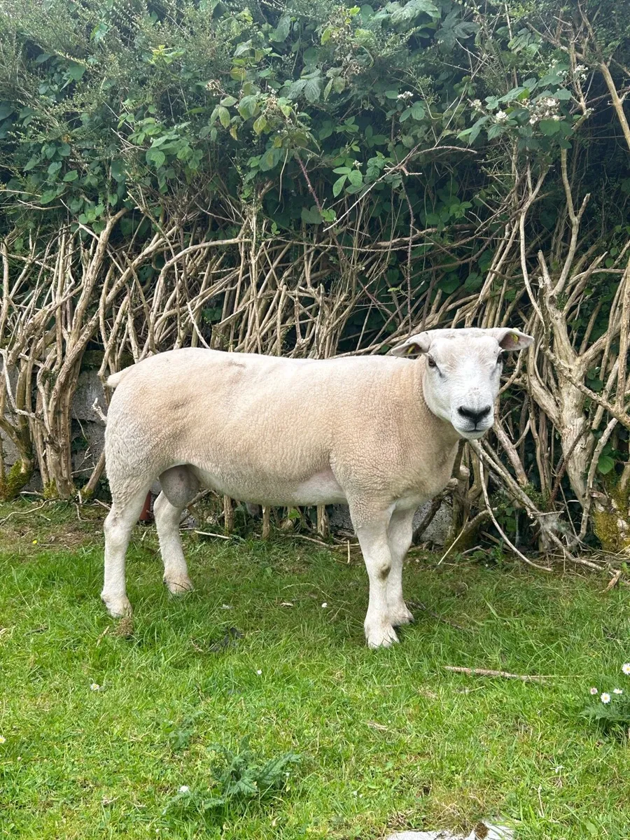 Texel hogget ram - Image 3
