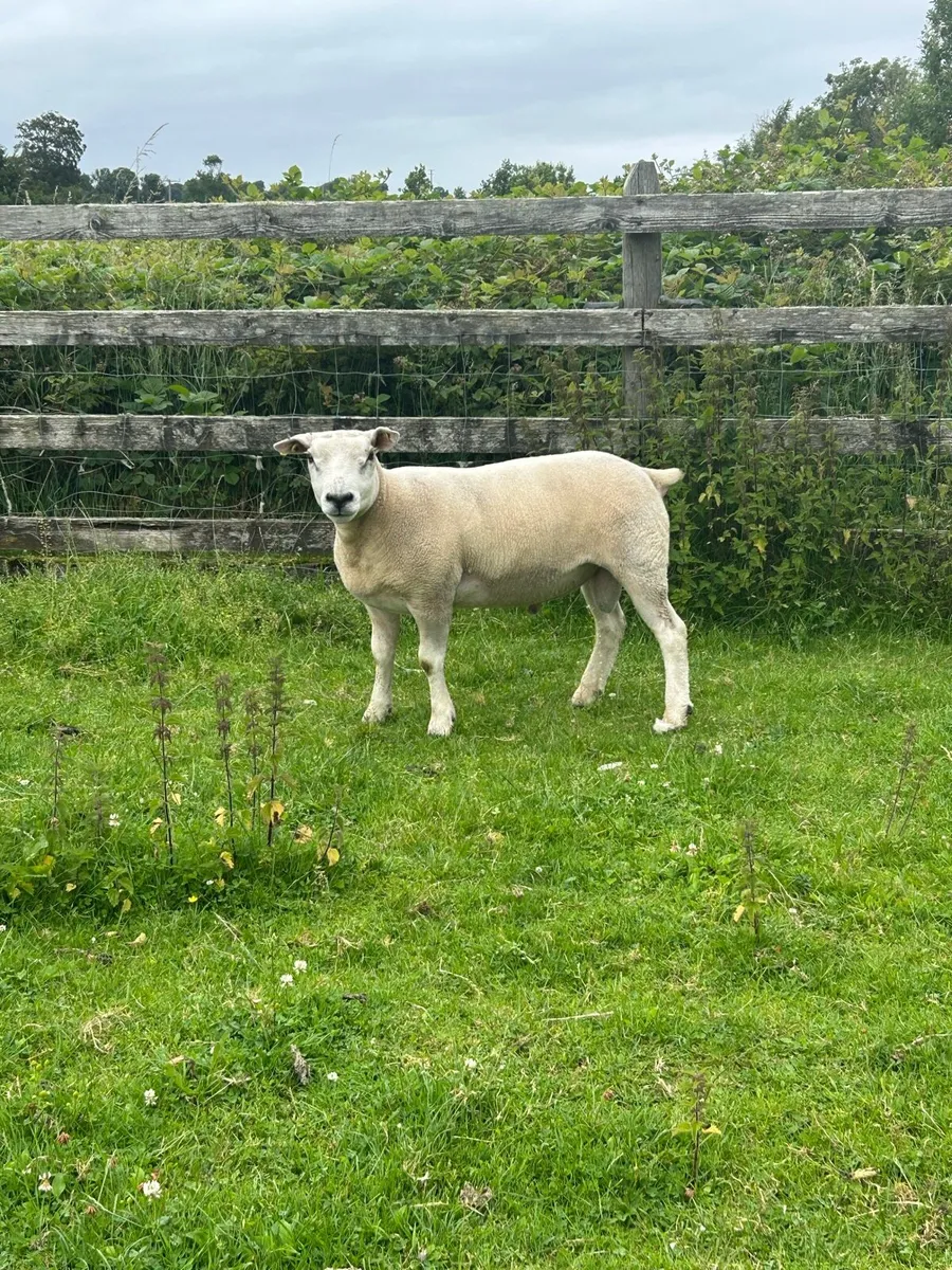 Texel hogget ram - Image 1