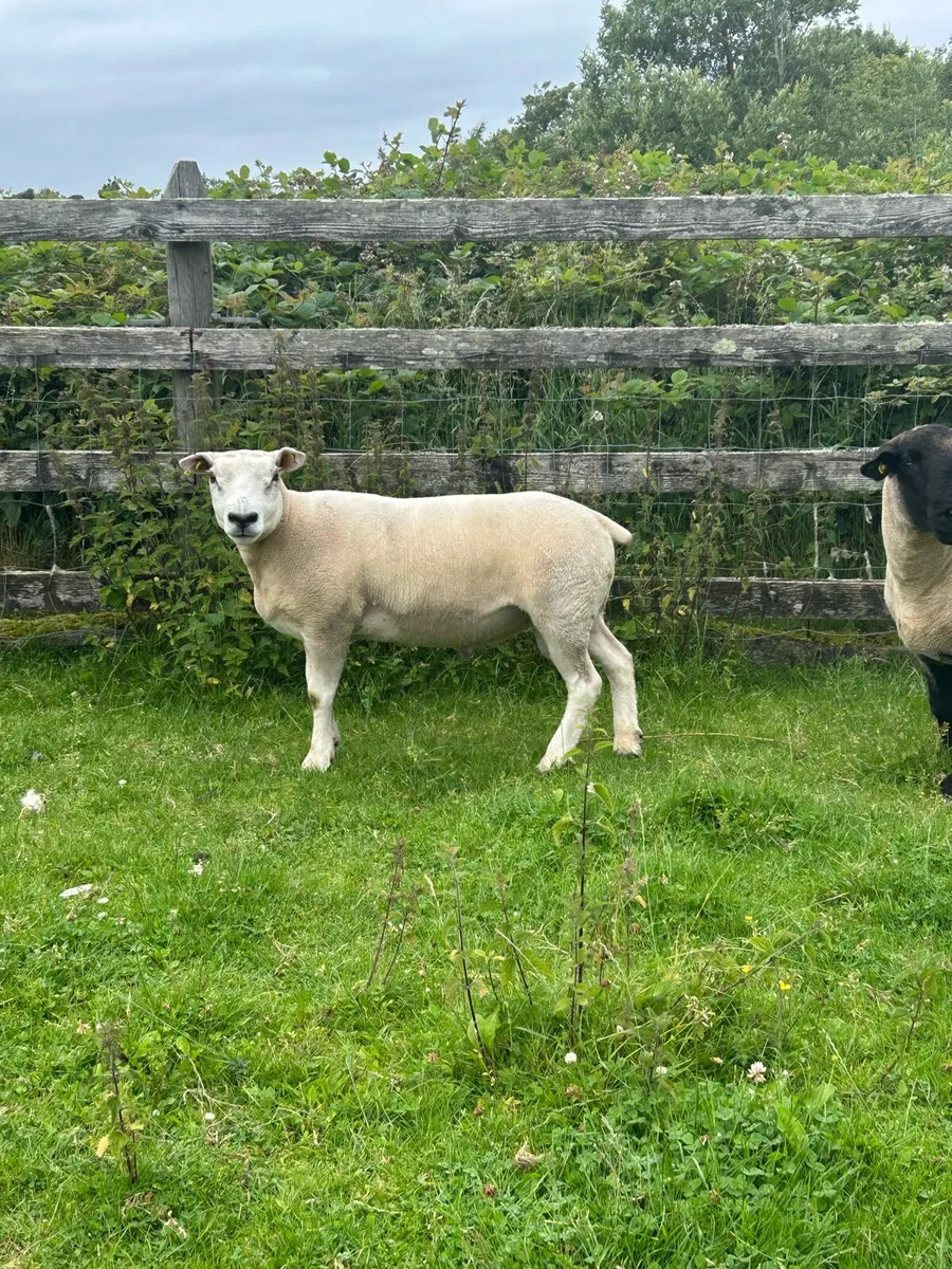 Texel hogget ram - Image 2