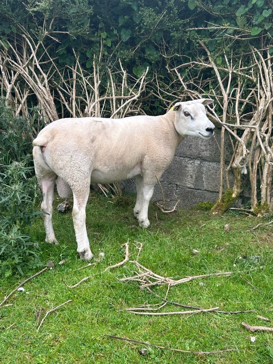 Texel hogget ram - Image 4
