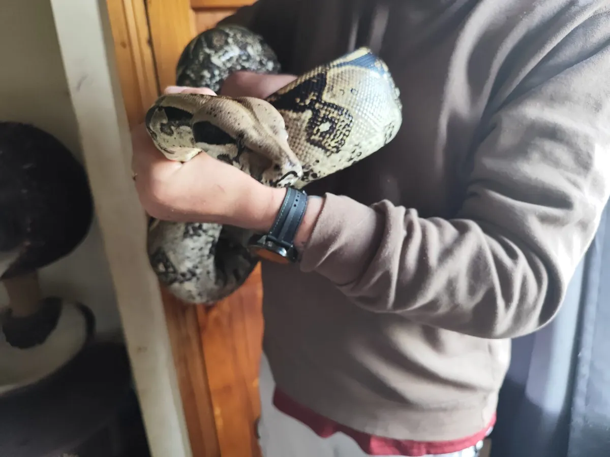UPDATED  - Boa Constrictor - Moving Abroad - Image 4