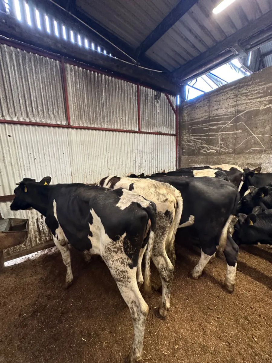 Maiden Friesian heifers - Image 2