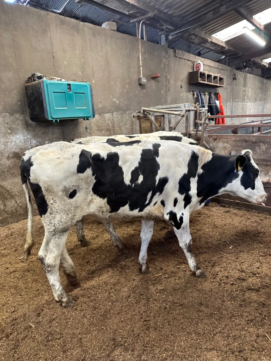 Maiden Friesian heifers - Image 3