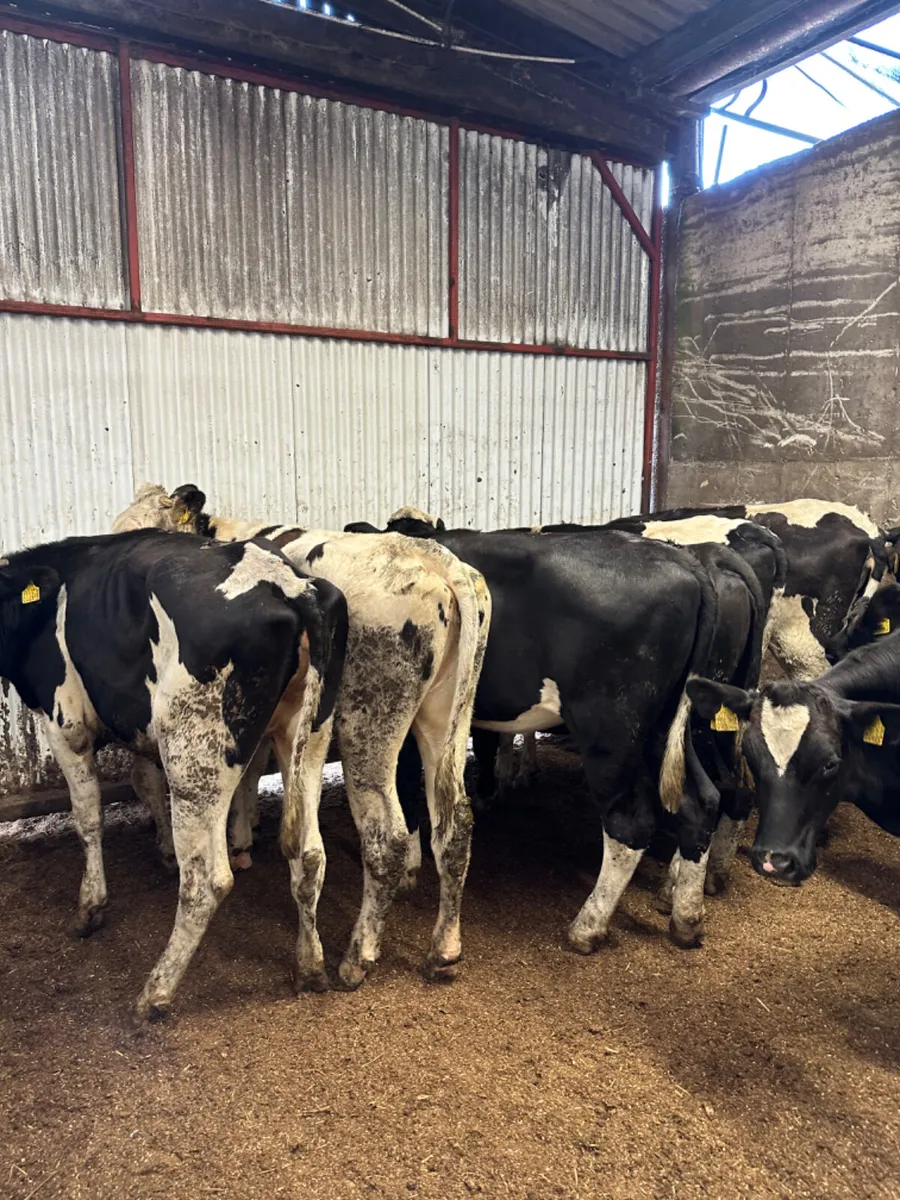 Maiden Friesian heifers - Image 1