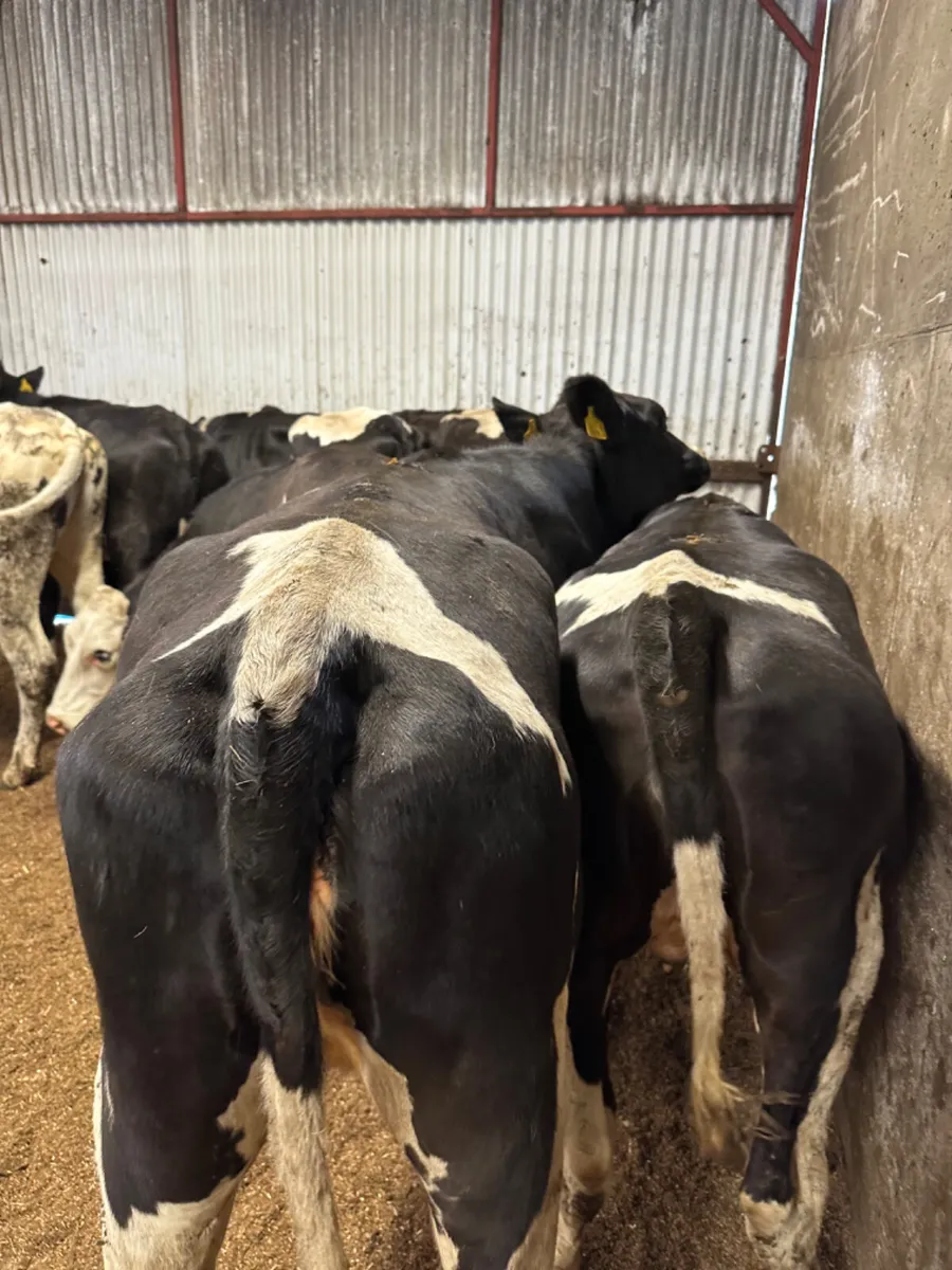 Maiden Friesian heifers - Image 4