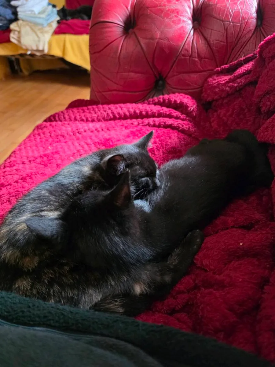 Kittens 4 months - Image 1