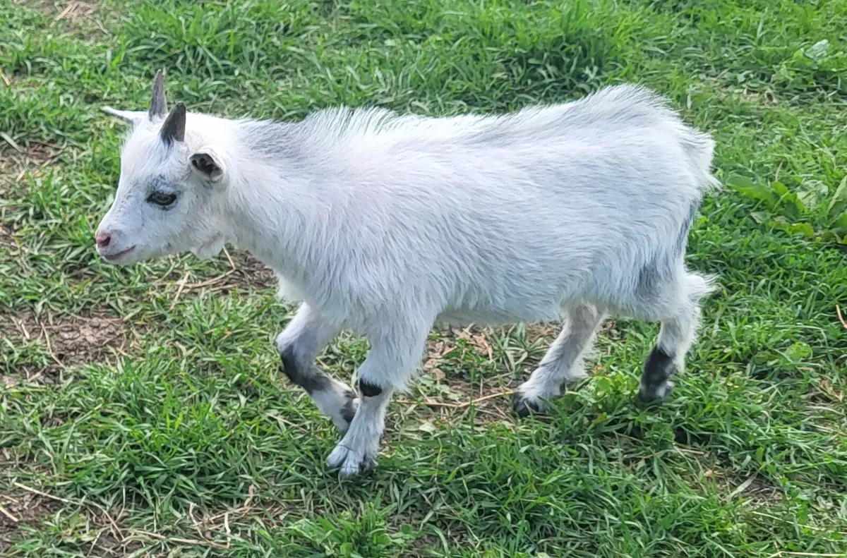 Pygmy goat kids - Image 1