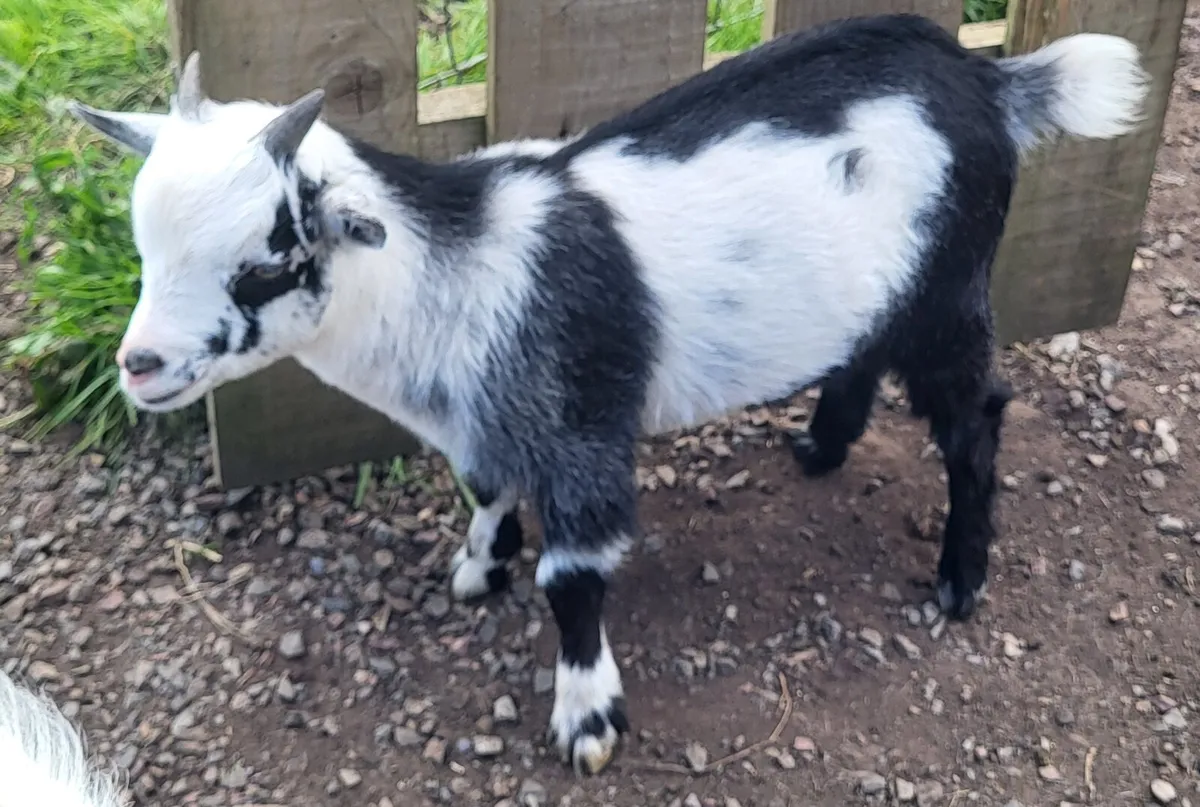Pygmy goat kids - Image 2