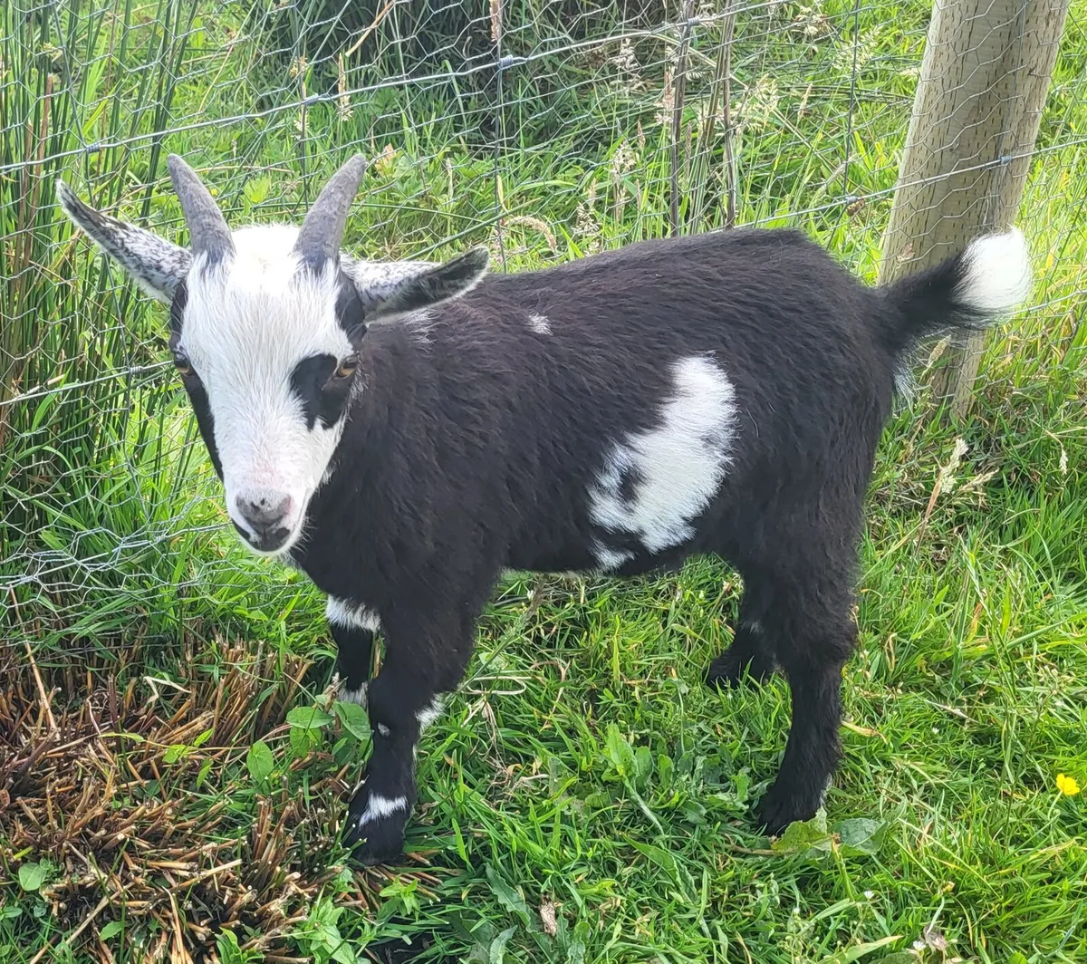 Pygmy goat kids - Image 3