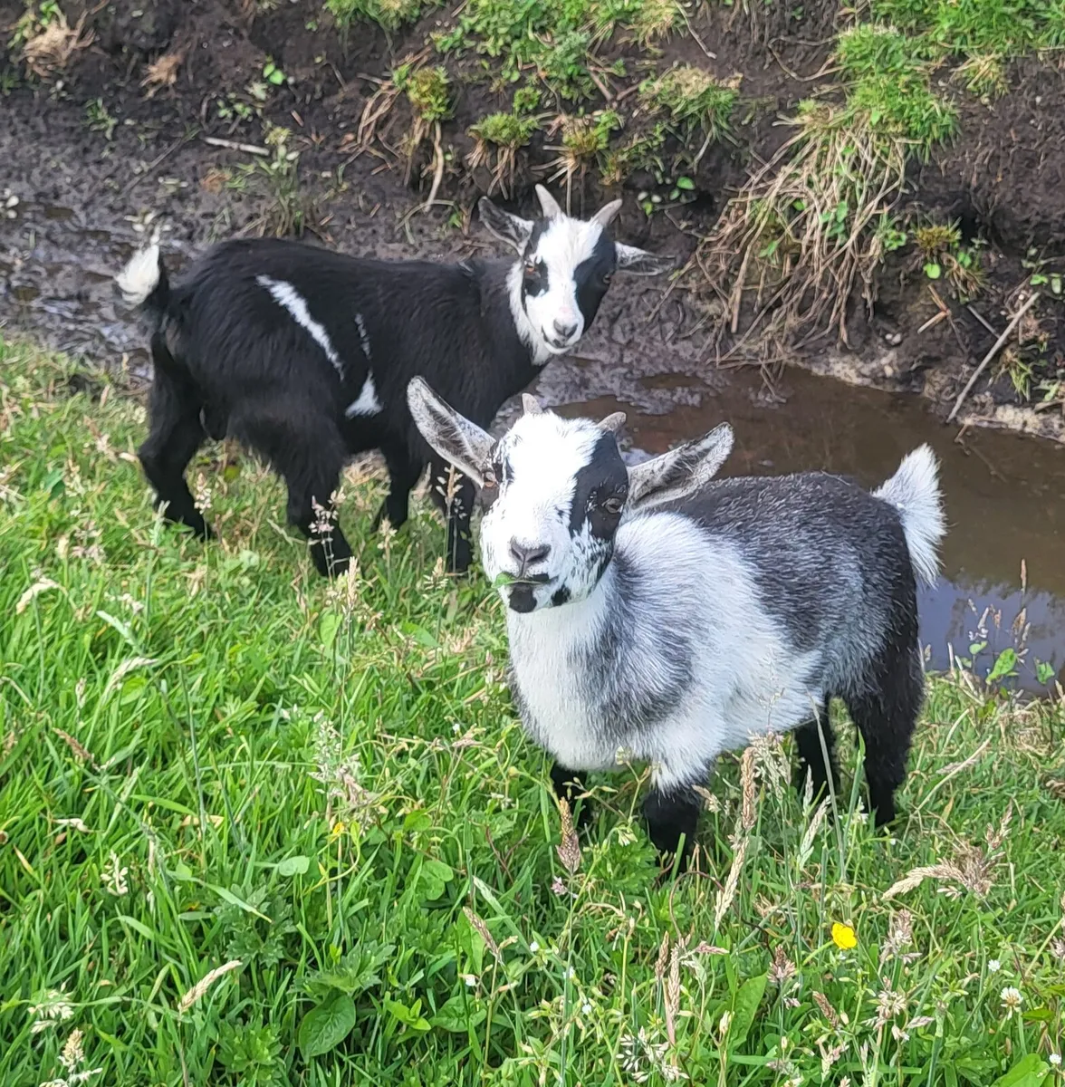Pygmy goat kids - Image 4