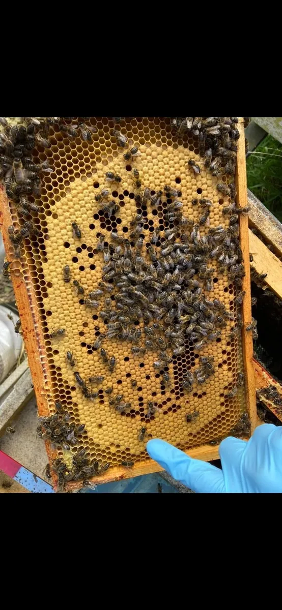 Nuc of irish bees - Image 1