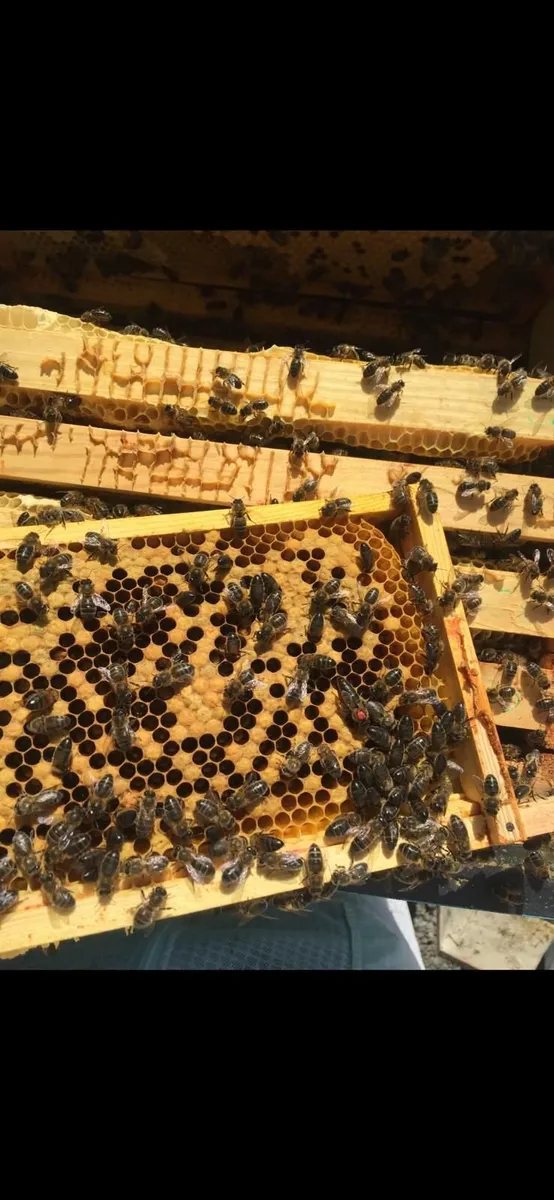 Nuc of irish bees - Image 2