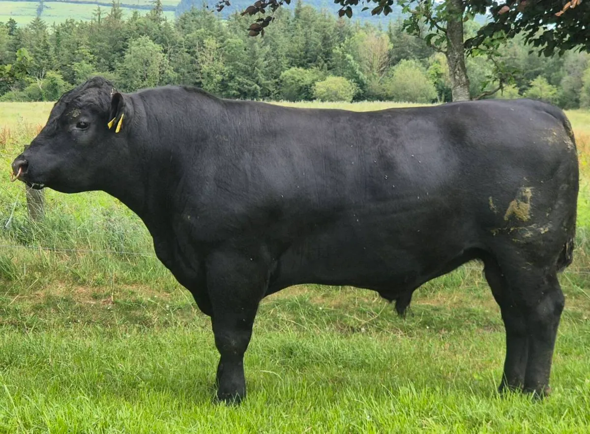 Purebred Angus Bull - Image 1