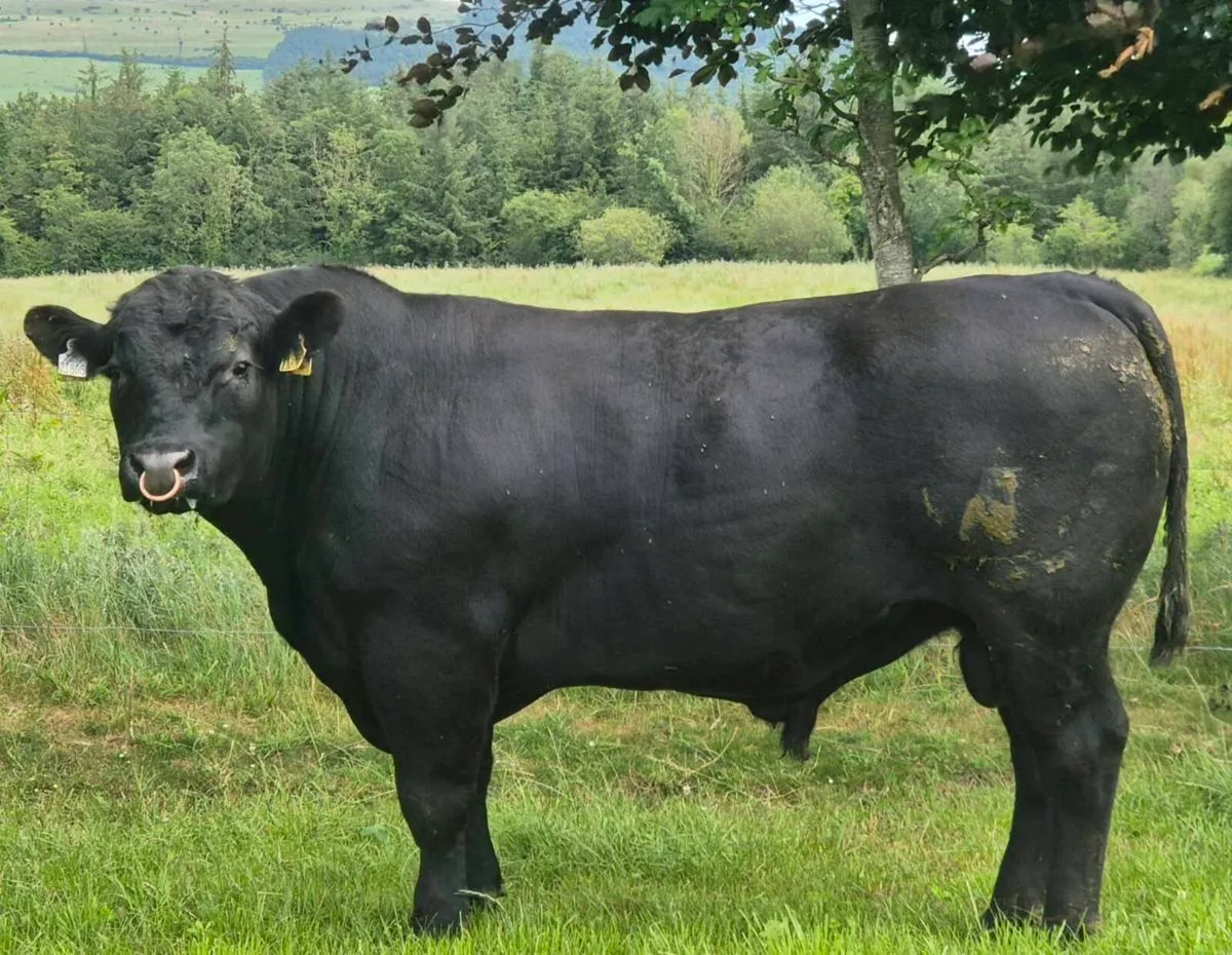 Purebred Angus Bull - Image 2