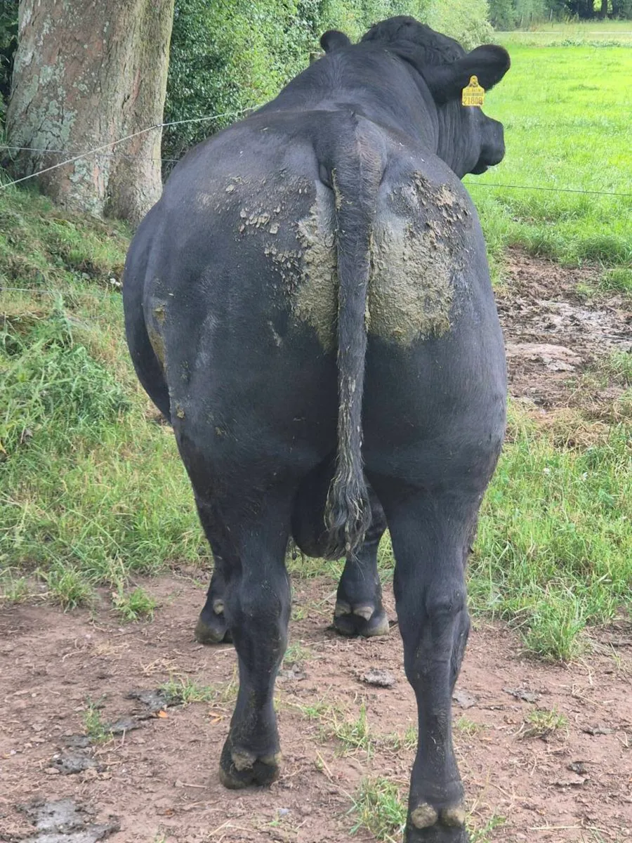 Purebred Angus Bull - Image 3
