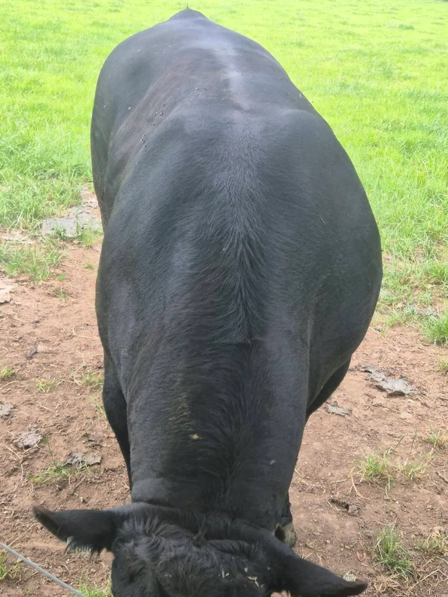 Purebred Angus Bull - Image 4